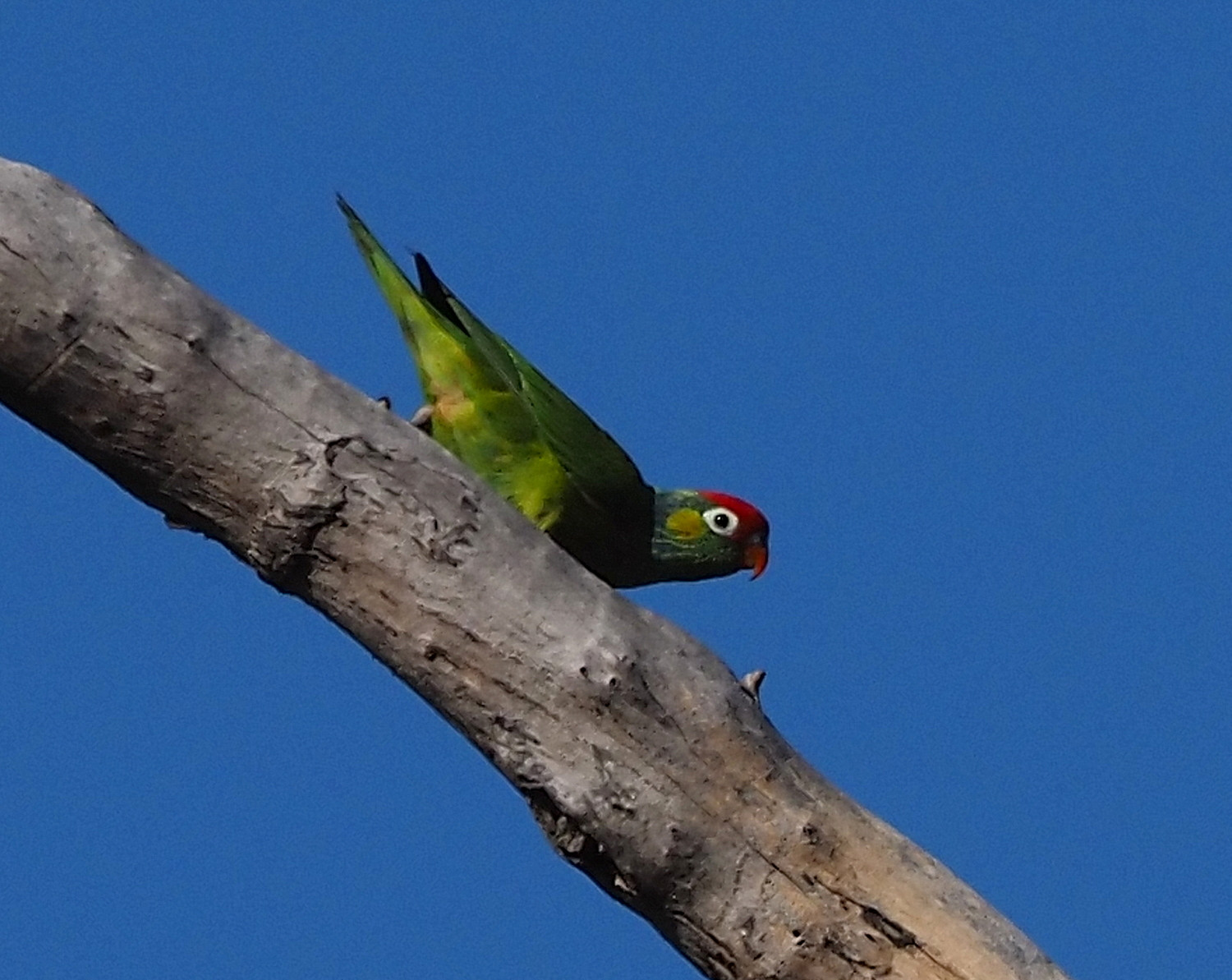image Varied Lorikeet